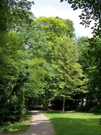 Bild 1 von Catalpa im Geisselschen Garten